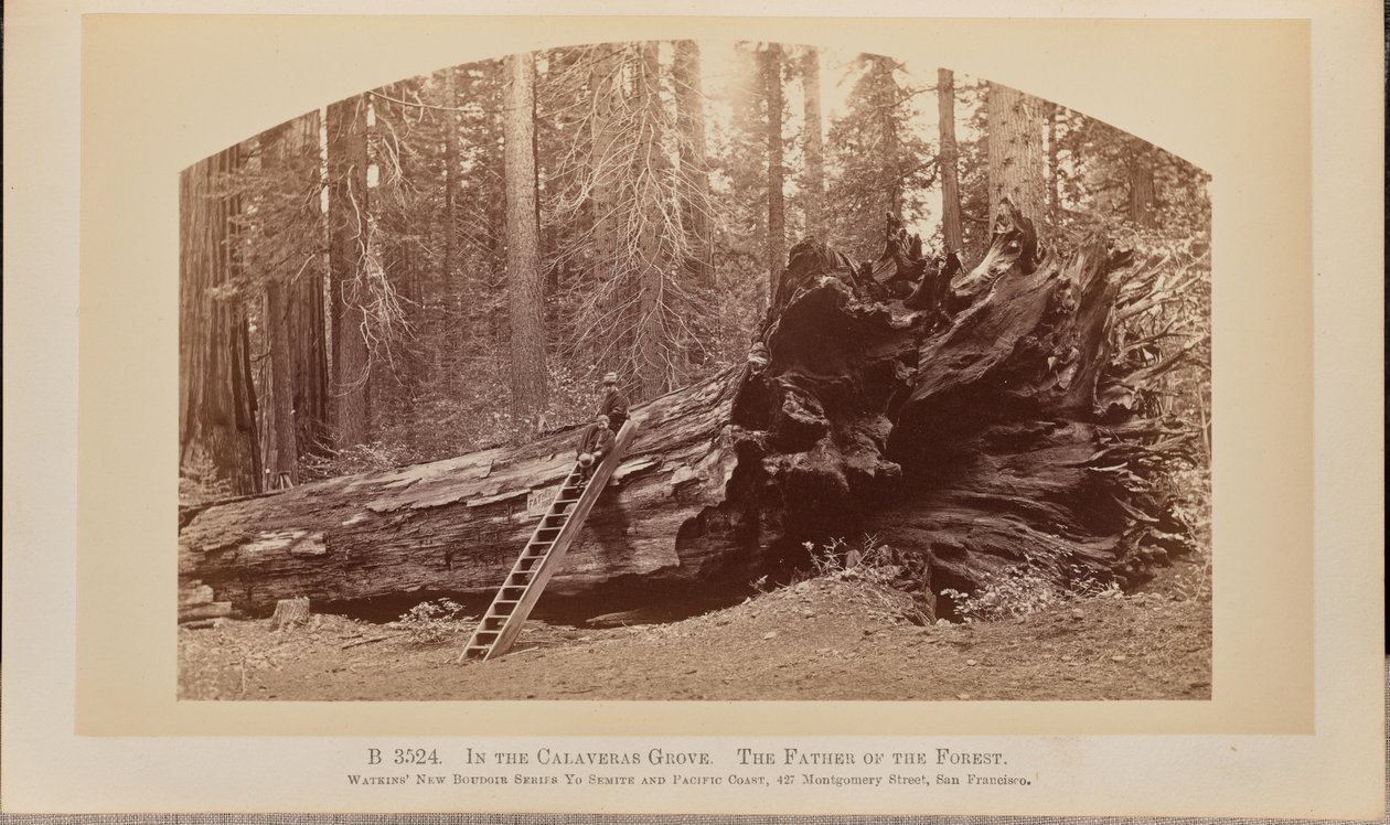 Im Calaveras-Hain. Der Vater des Waldes von Carleton Watkins