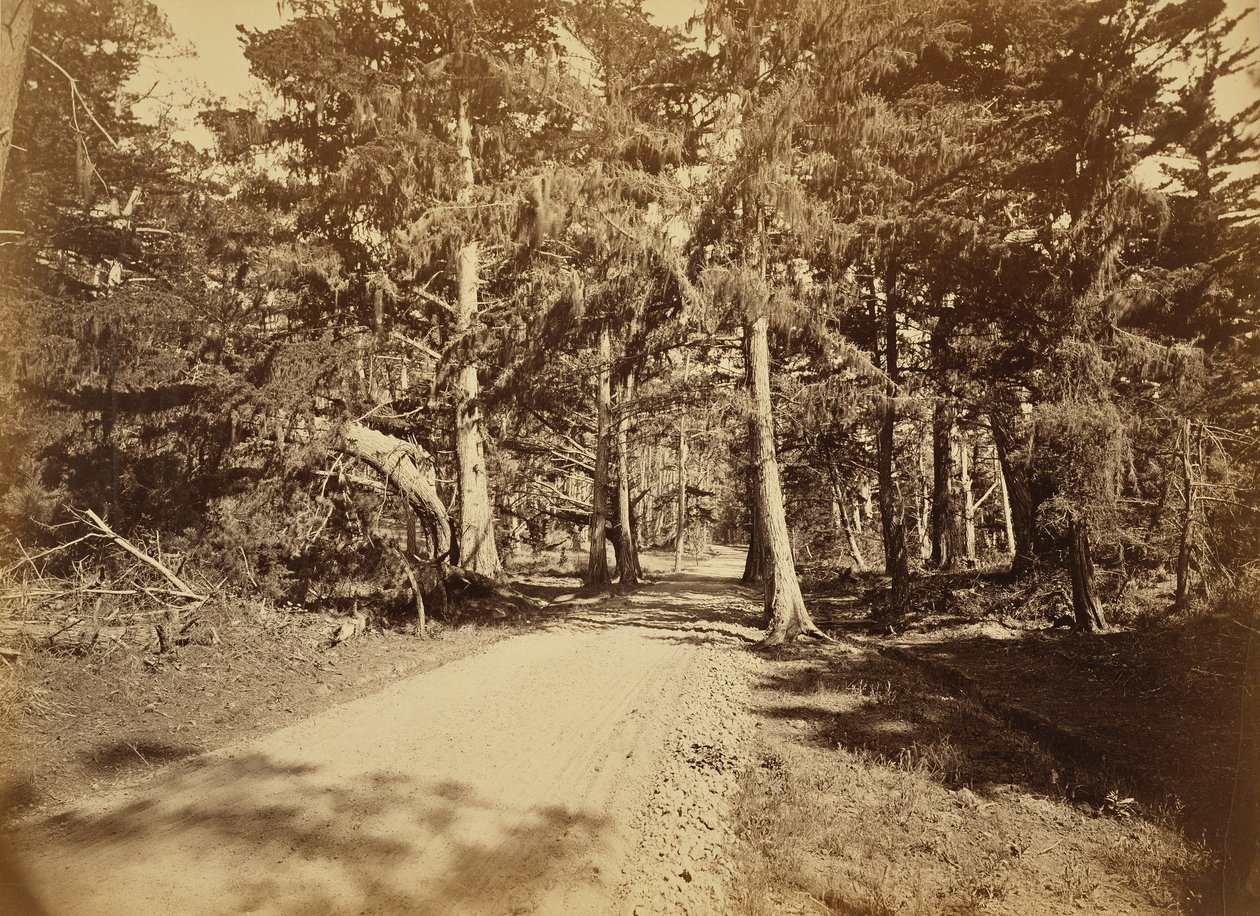 Monterey, Kalifornien. Moss Avenue, 18 Mile Drive. von Carleton Watkins