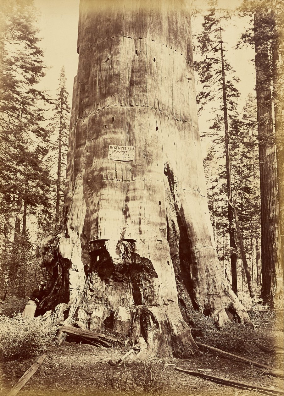 Mutter des Waldes, 221 Fuß hoch von Carleton Watkins