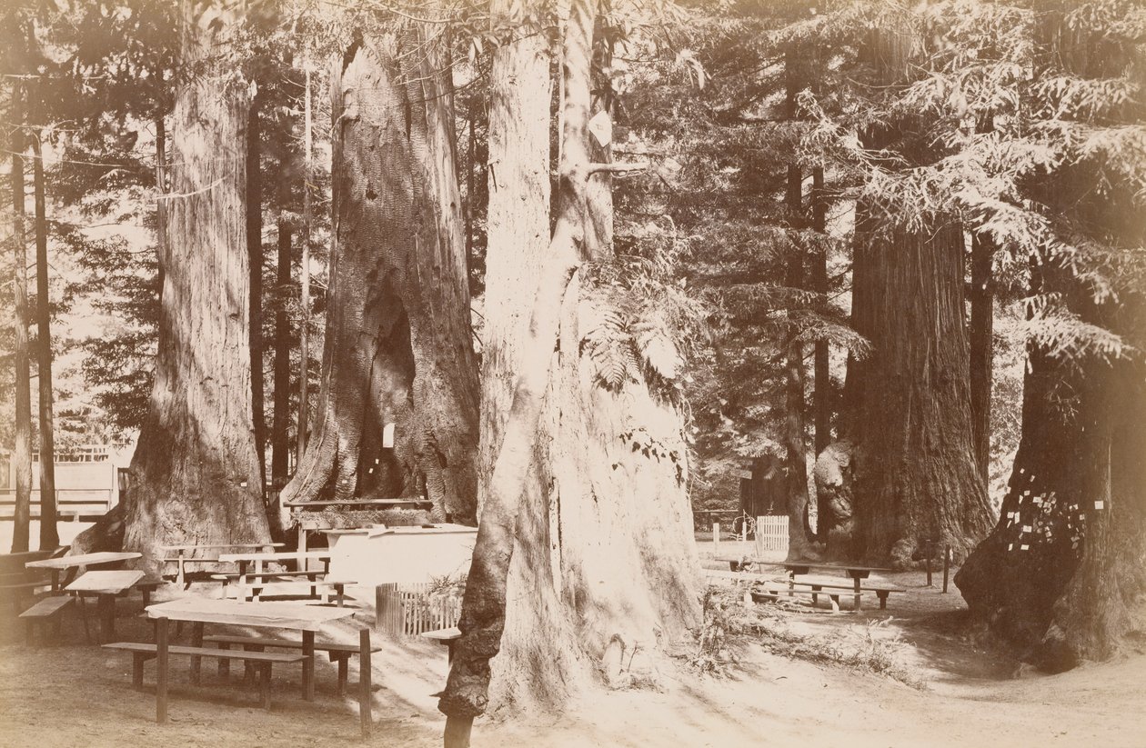 Picknicktisch im Redwood-Hain von Carleton Watkins