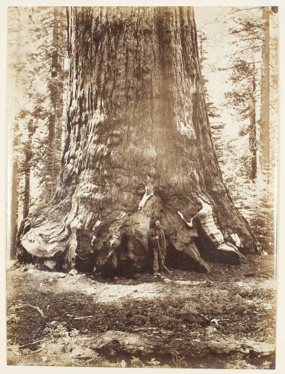 Abschnitt des Grizzly-Riesen mit Galen Clark, Mariposa Grove, Yosemite von Carleton Watkins