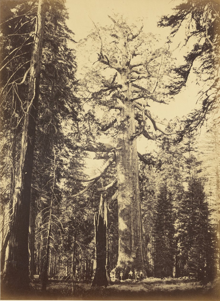 Sequoia Gigantea - "Grizzly Giant" - Mariposa Grove von Carleton Watkins