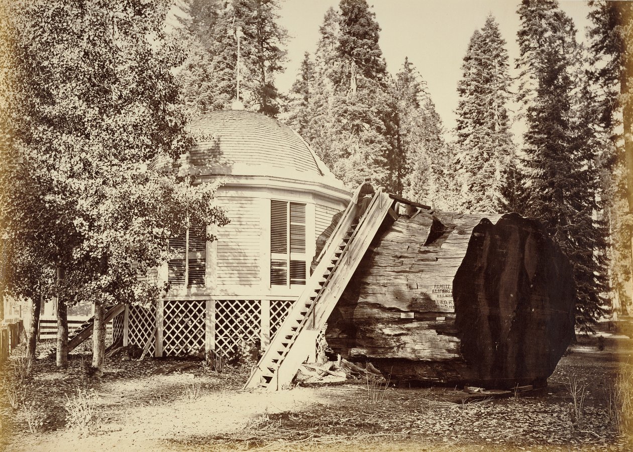 Der Pavillon auf dem Baumstumpf, 28 Fuß Durchmesser von Carleton Watkins