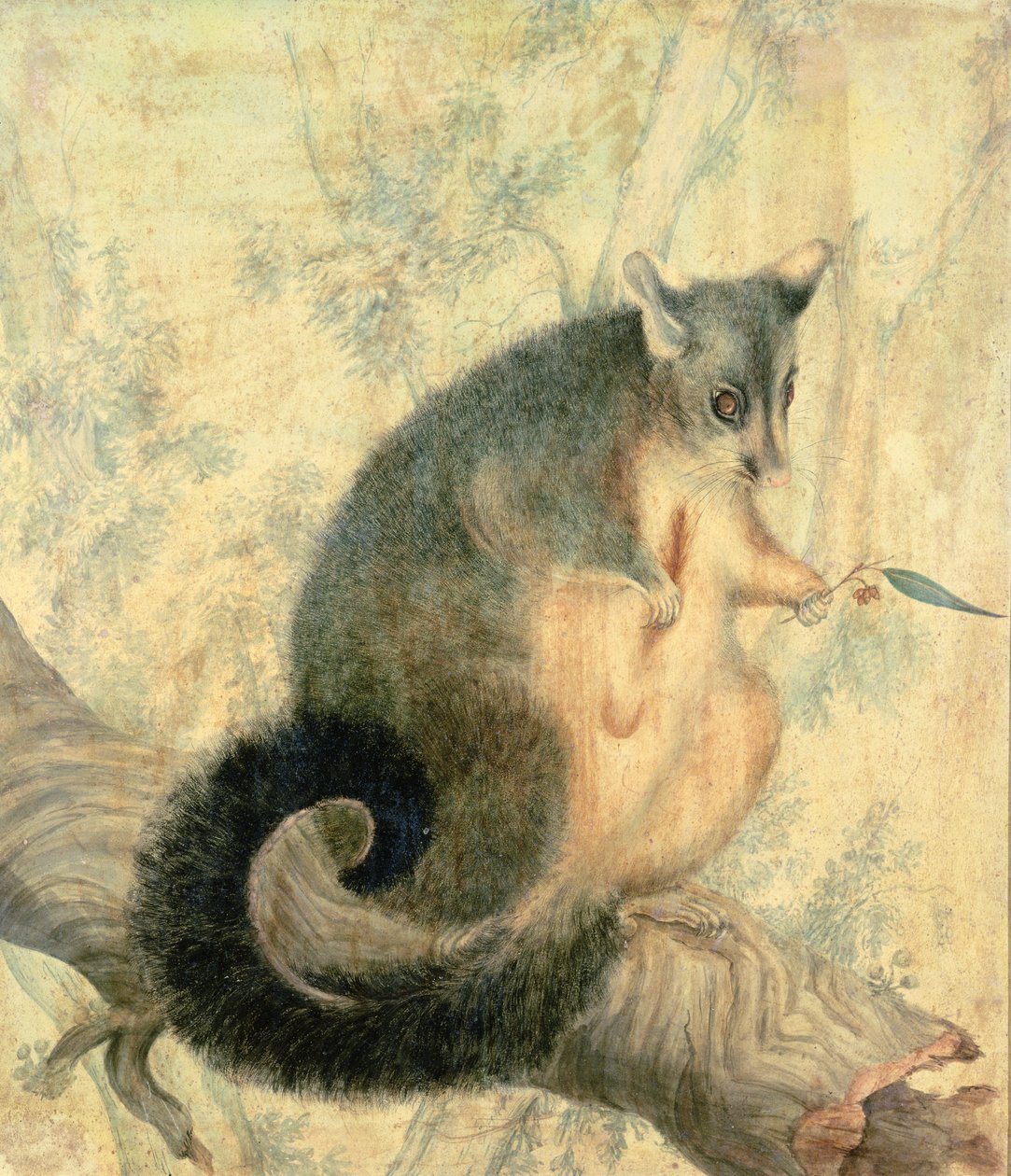 Das Opossum von Caroline Louisa Atkinson