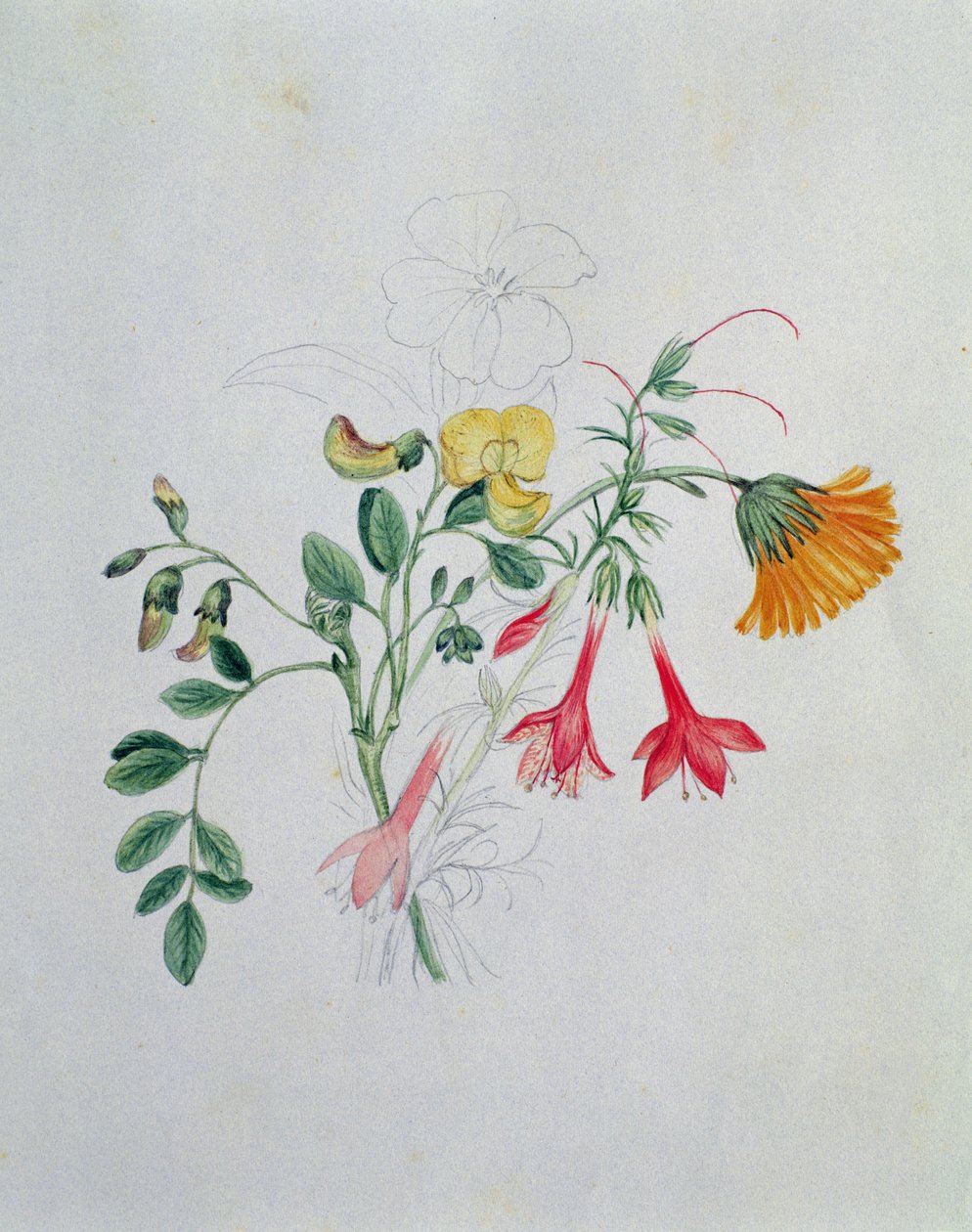 Besen und Ringelblumen von Caroline Louisa Meredith