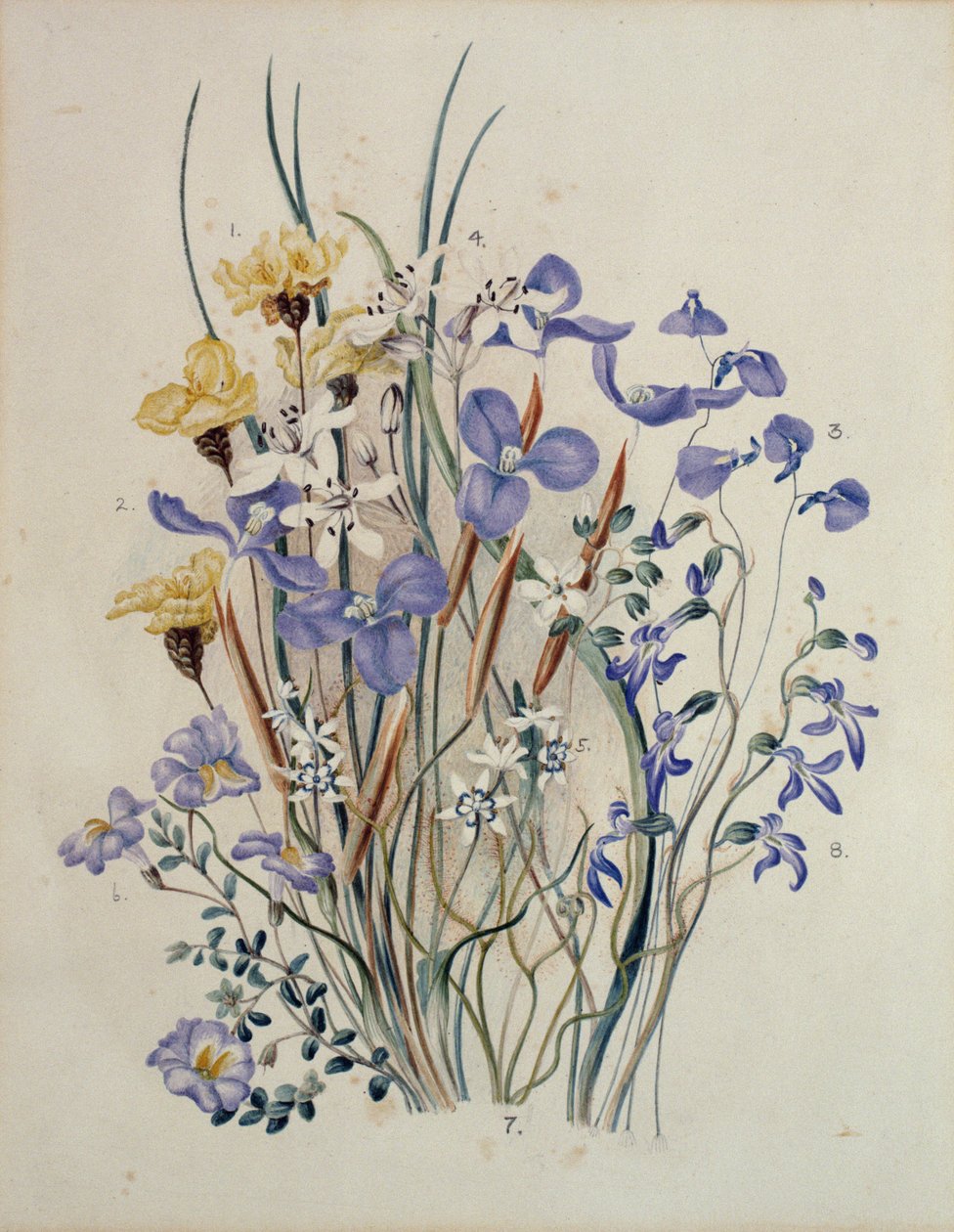 Frühlingsblumen, 19. Jahrhundert von Caroline Louisa Meredith