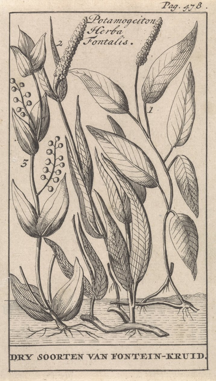 Drei Arten von Quellkraut von Caspar Luyken