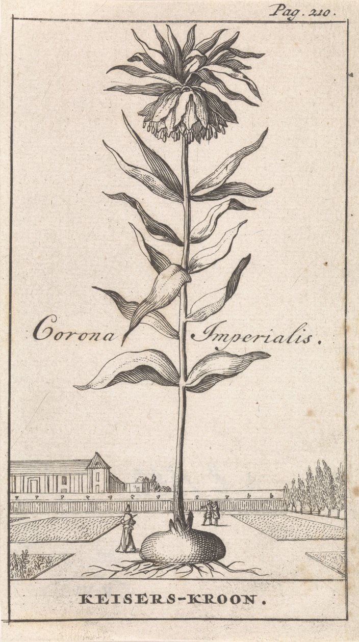 Kaiserkronen von Caspar Luyken