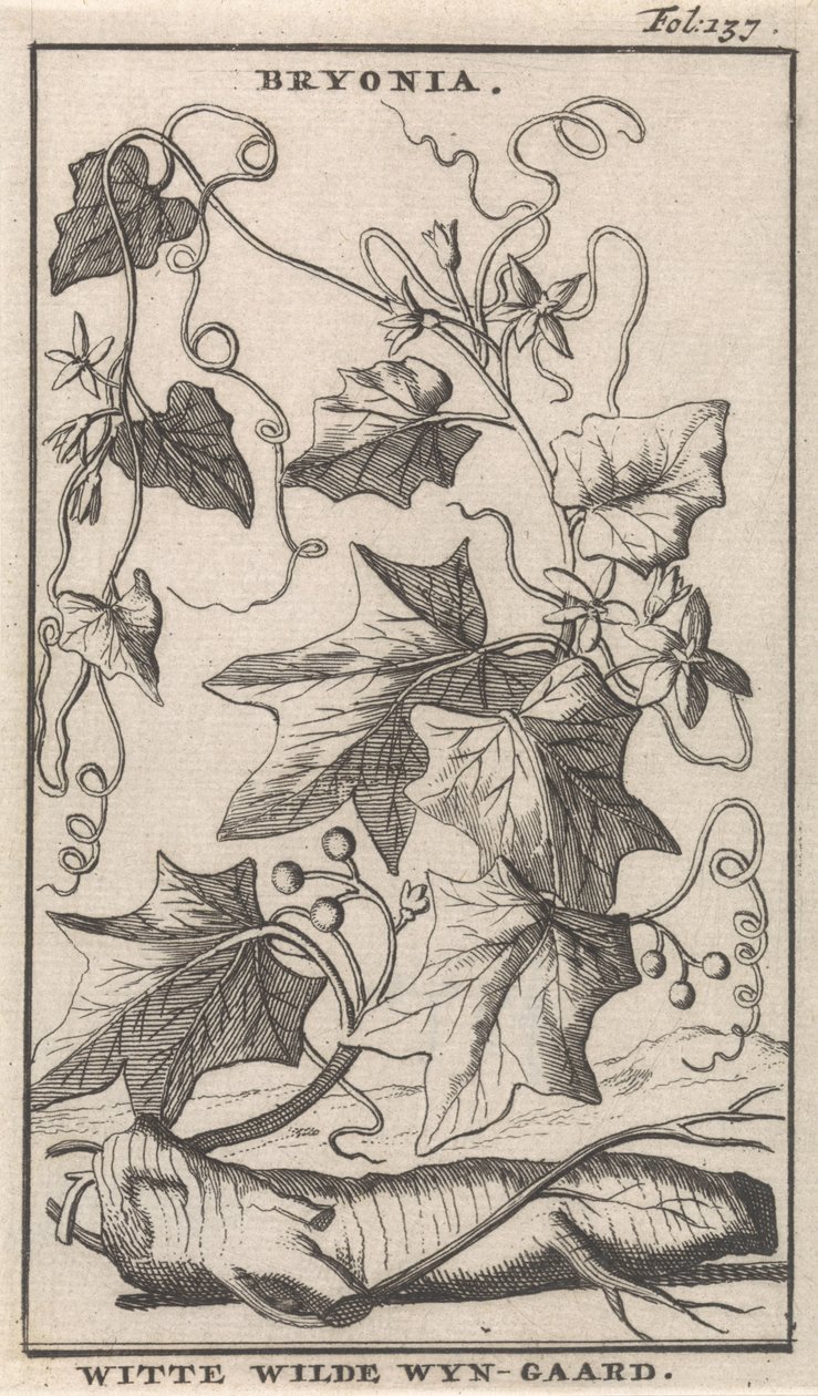 Weiße Zaunrübe von Caspar Luyken
