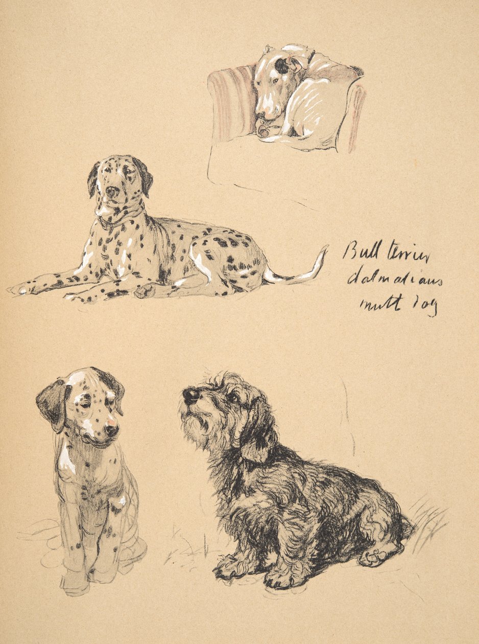 Bullterrier, Dalmatiner und Mischlingshund, 1930, Illustrationen aus seinem Skizzenbuch verwendet für Just Among Friends, Aldin, Cecil Charles Windsor (1870-1935), später veröffentlicht von Eyre und Spottiswoode Limited von Cecil Charles Windsor Aldin