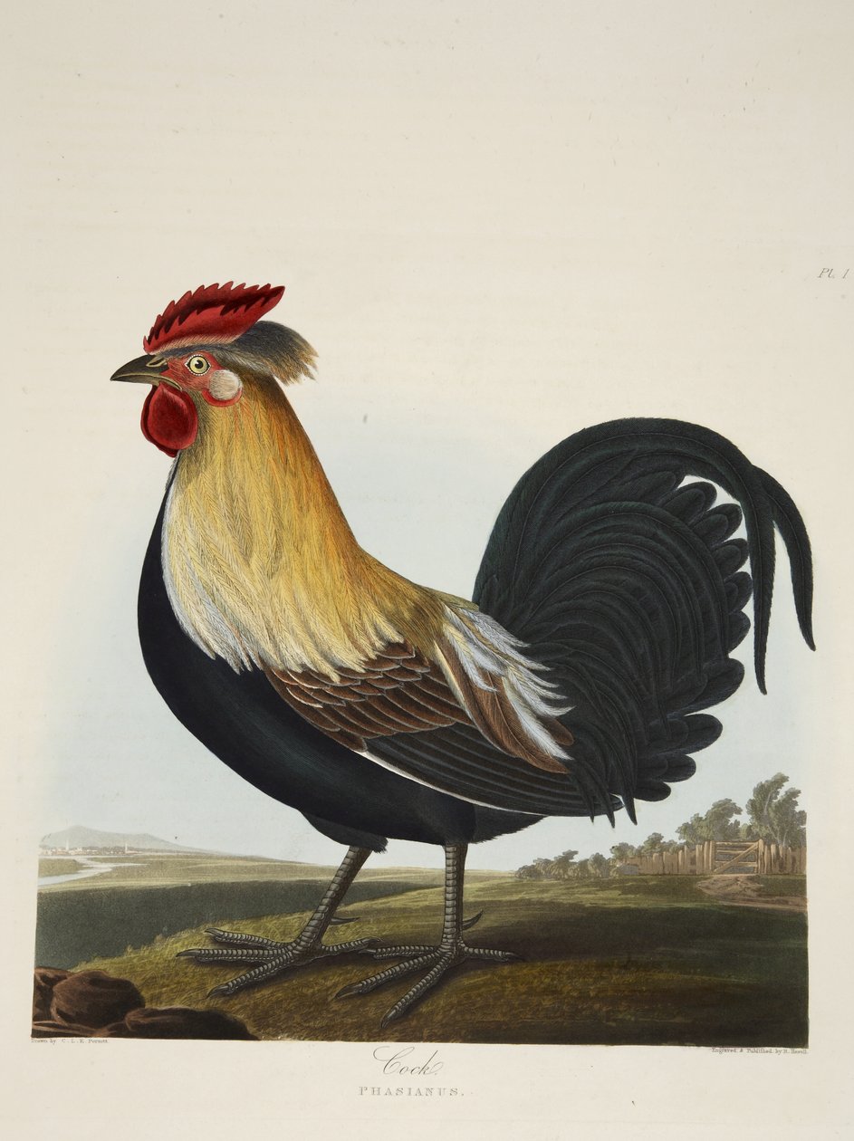 Hahn, Phasianus, aus 