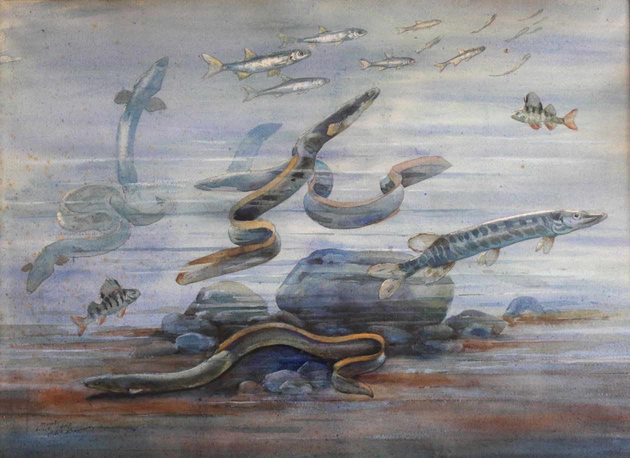 Meeresfische von Charles Bernier