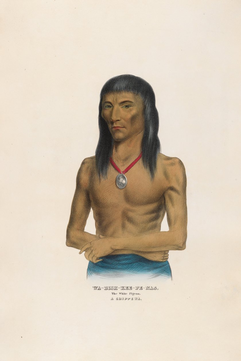 Wa-bish-kee-pe-nas - Die weiße Taube von Charles Bird King