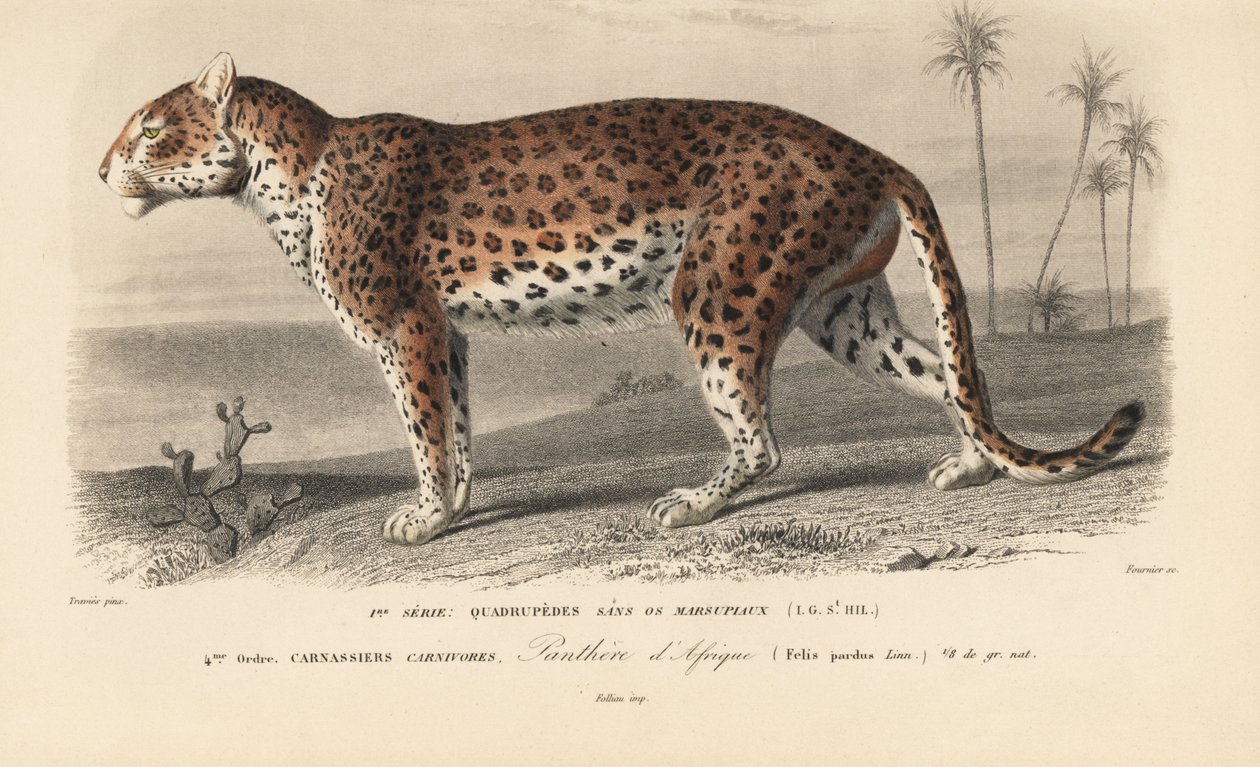 Leopard, aus 