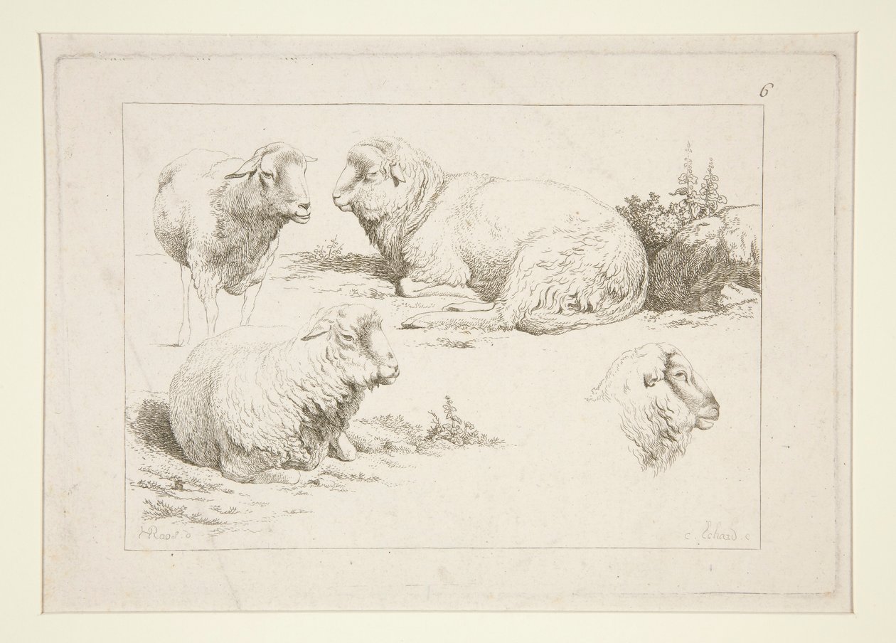 Studie von Schafen von Charles Echard