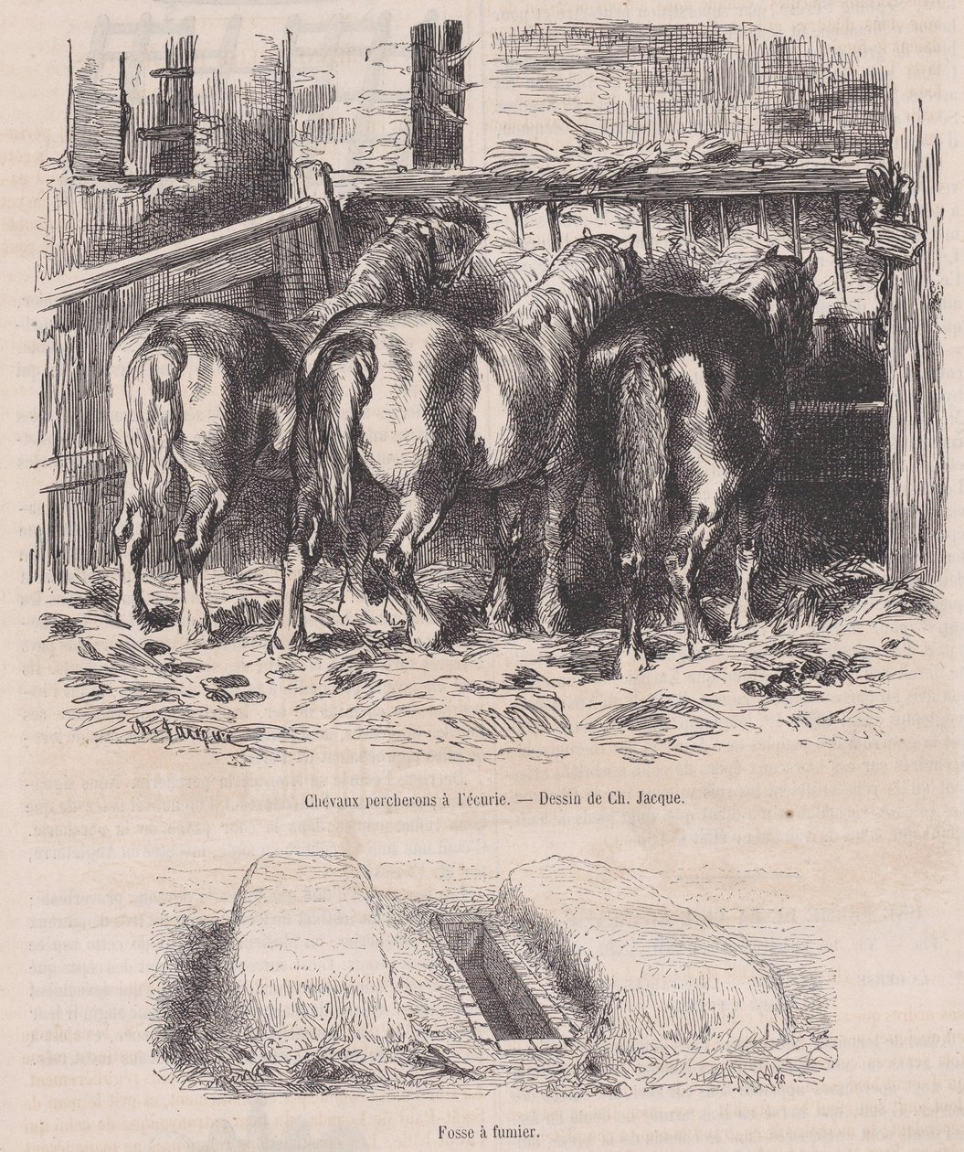 Percheron-Pferde im Stall, Mistgrube, aus Magasin Pittoresque, ca. 1852 von Charles Emile Jacque
