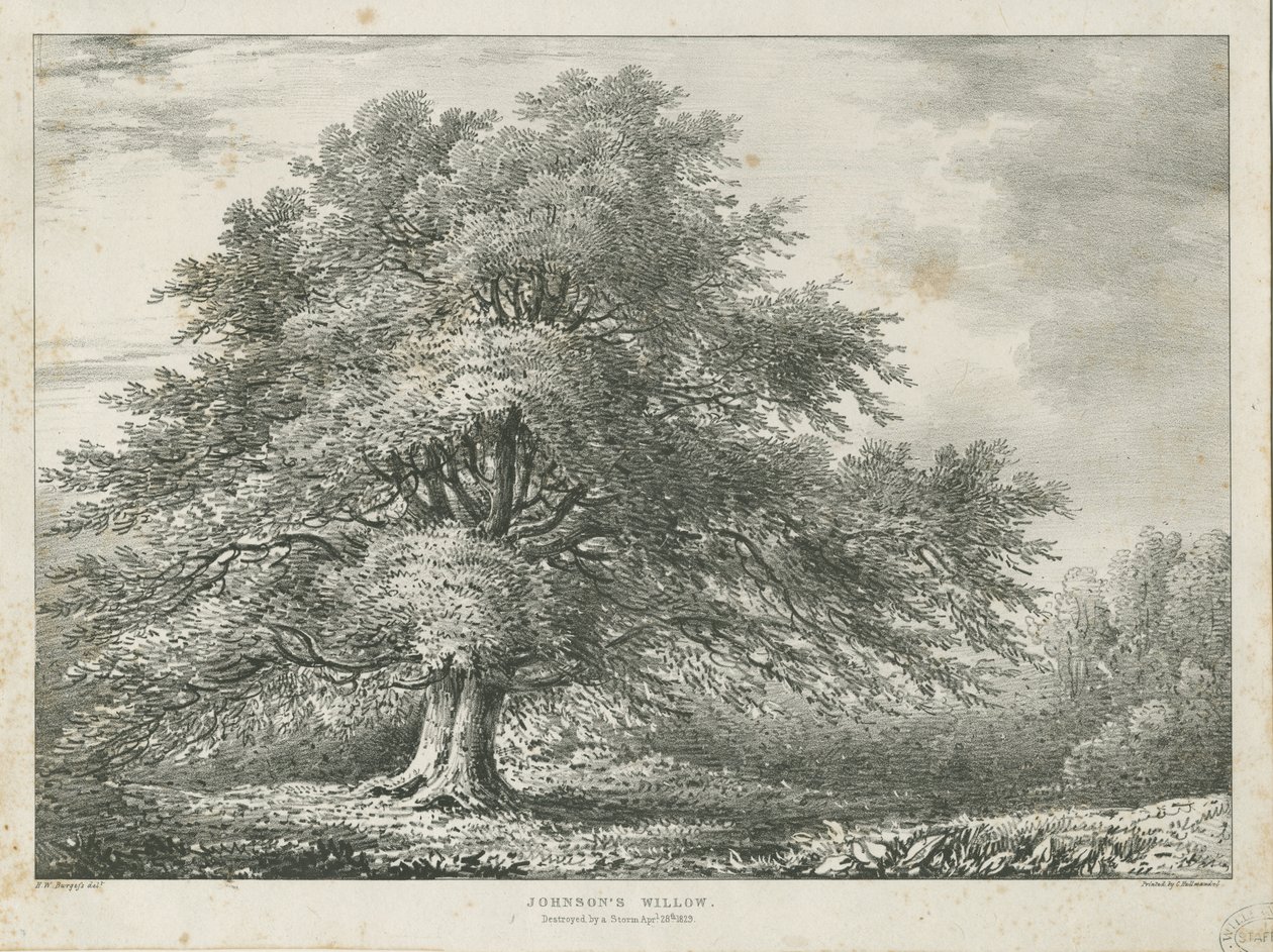 Lichfield - ["Dr. Johnsons"] Weidenbaum von Charles Joseph Hullmandel