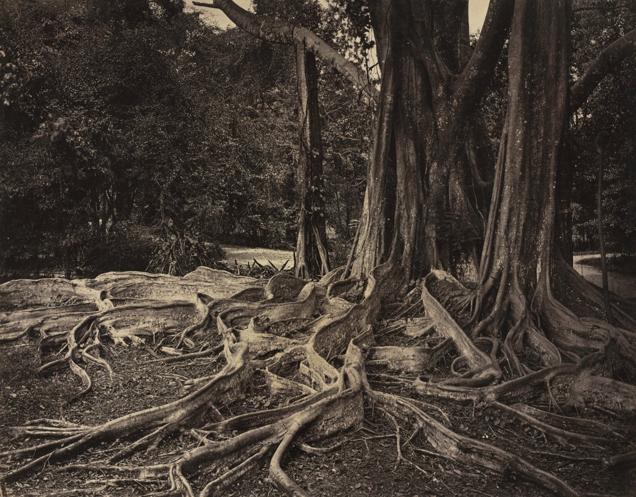 Gummibaum, Assam, Indien Ficus Elastica, ca. 1880er Jahre von Charles T. Scowen