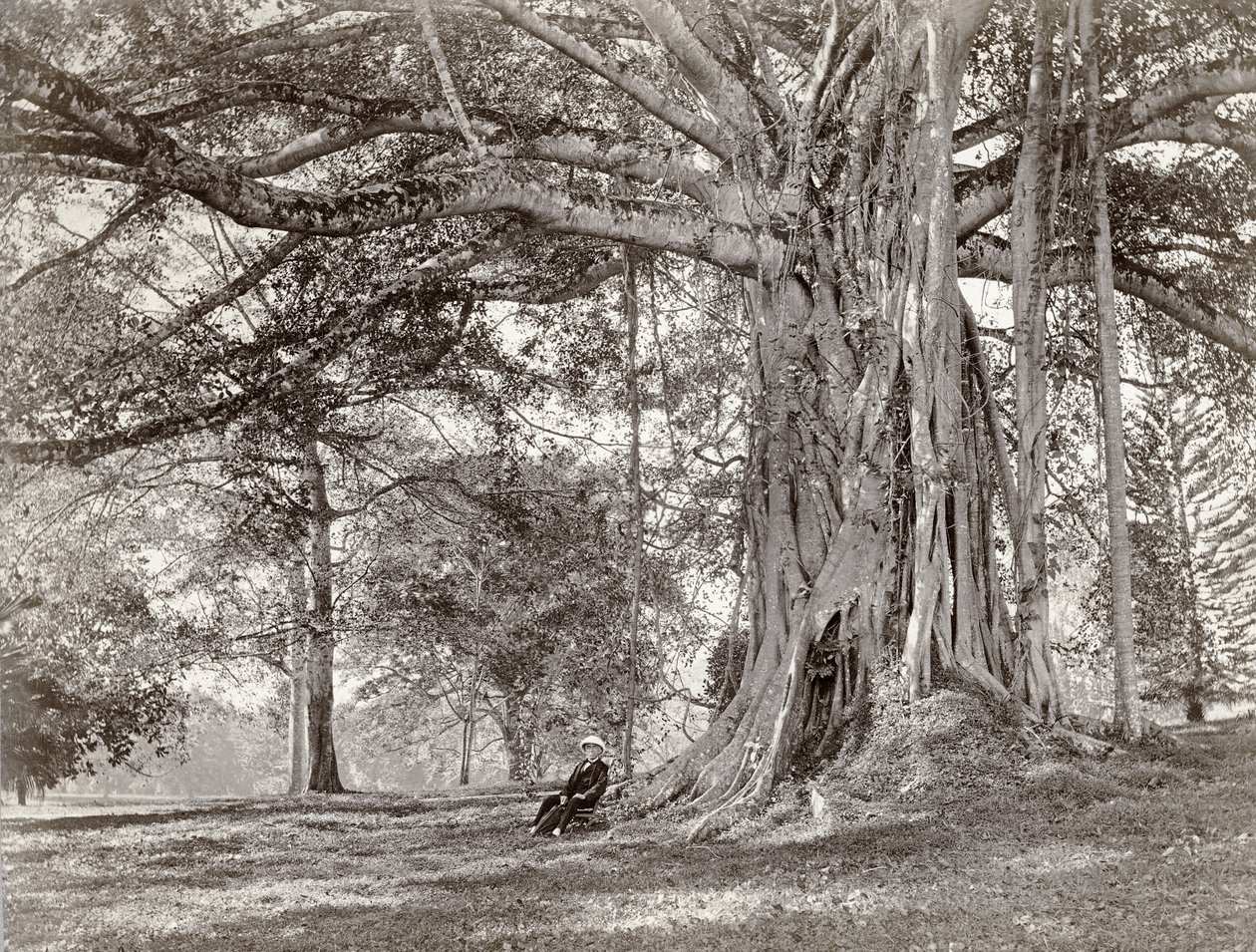 Ein Herr sitzt unter einem großen einheimischen Baum in Britisch-Ceylon, heute Sri Lanka, 1880er Jahre von Charles T Scowen and Co