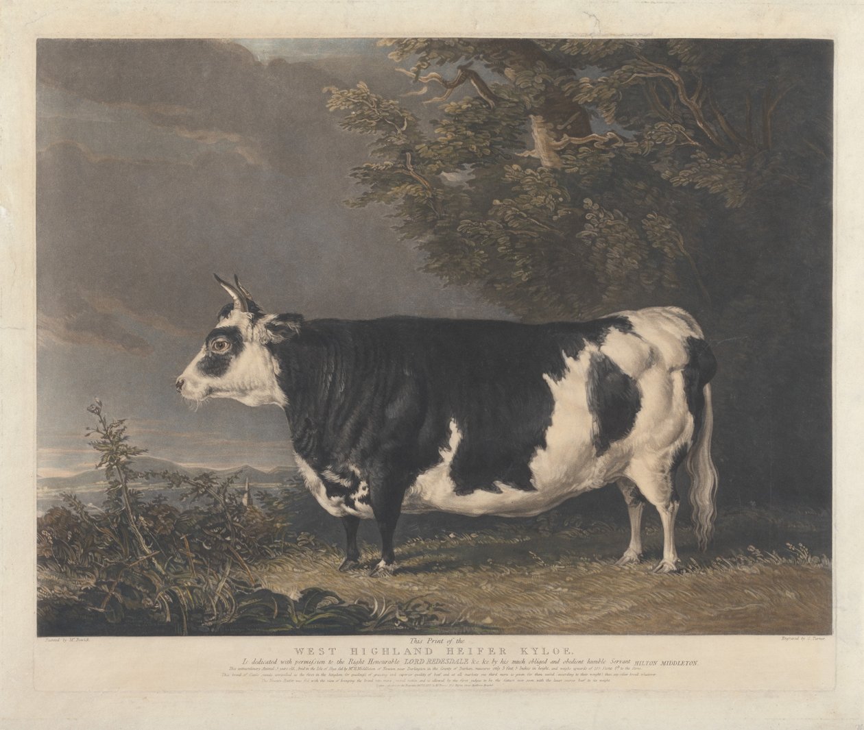 West Highland Heifer Kyloe von Charles Turner