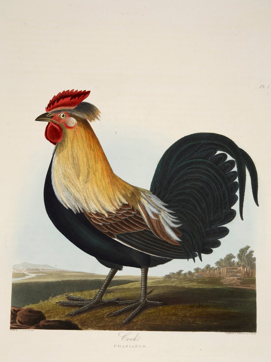 Hahn, Phasianus, veröffentlicht 1835, handkolorierte Gravur von Charlotte Lousia Emily Perrott