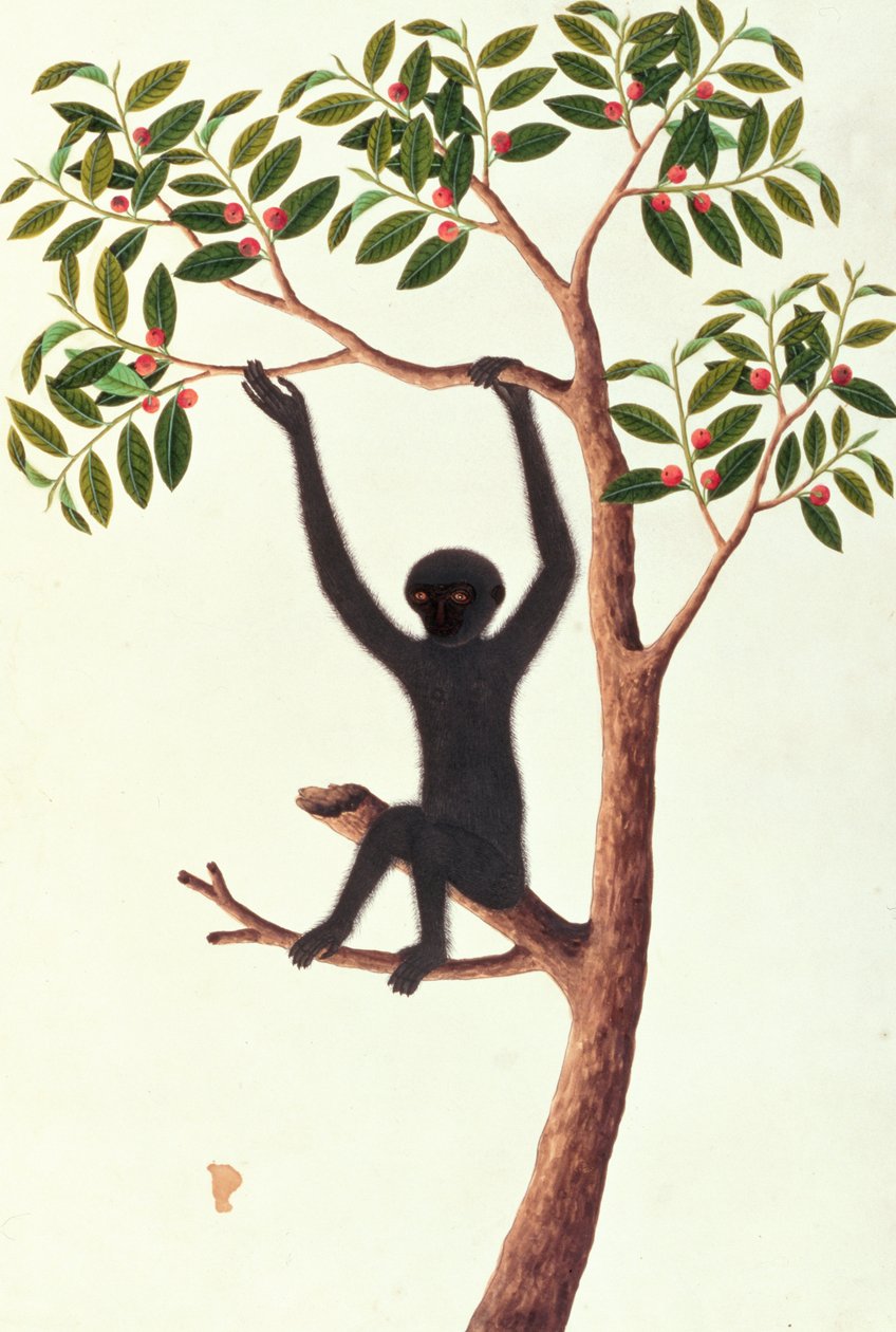 Schwarzer Langarm-Affe, Ongka Pitam, aus Zeichnungen von Tieren, Insekten und Reptilien aus Malakka, ca. 1805-18 von Chinese School