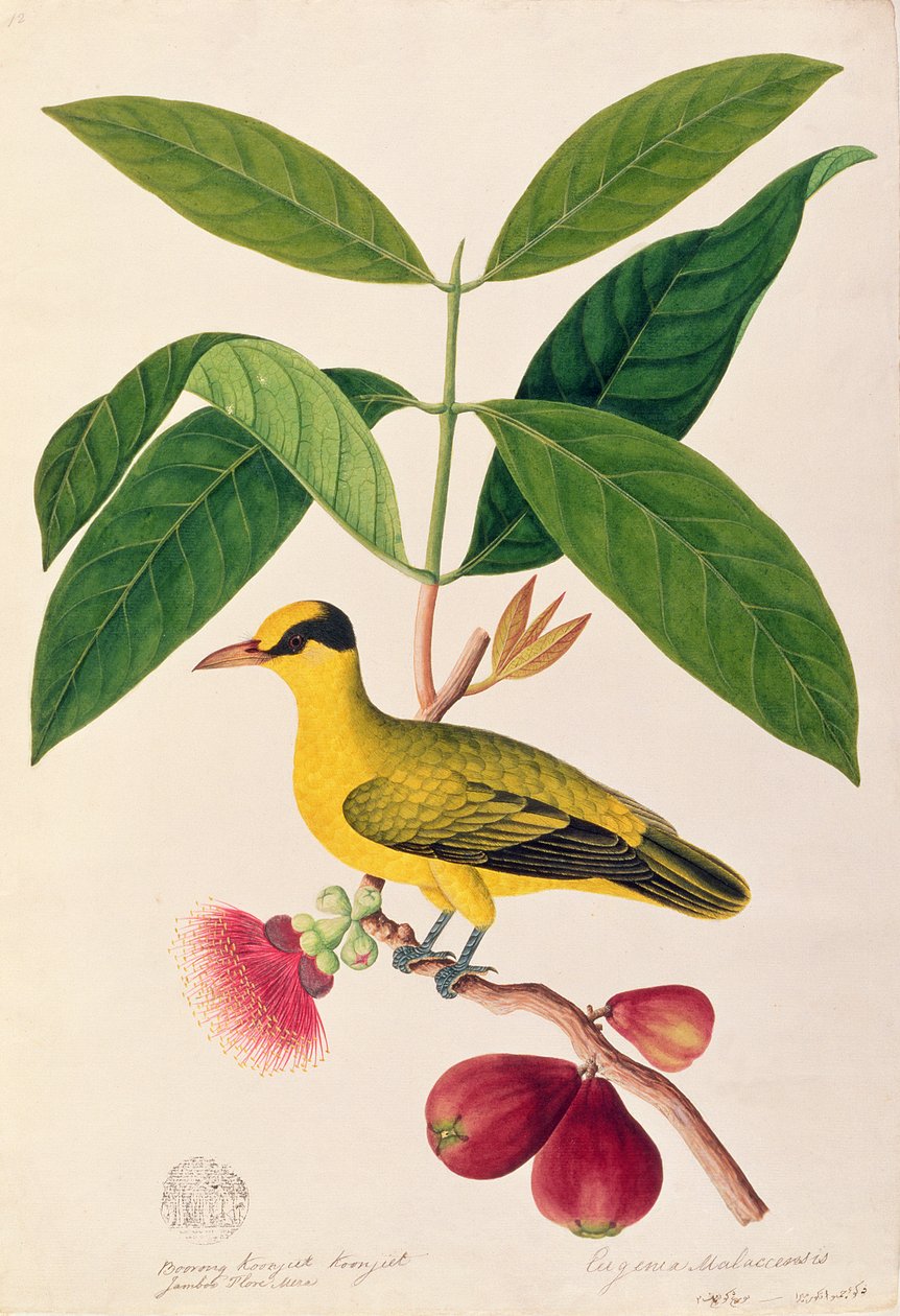 Boorong koonjiet koonjiet, Jambo Flore mera, aus Zeichnungen von Vögeln aus Malakka, ca. 1805-18 von Chinese School