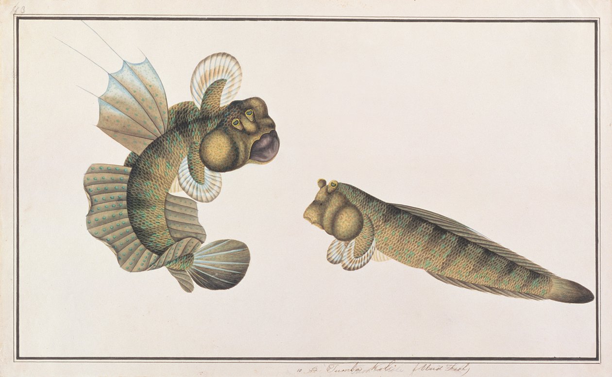 Drachen-Schlammspringer, aus Zeichnungen von Fischen von Malakka, ca. 1805-18 von Chinese School