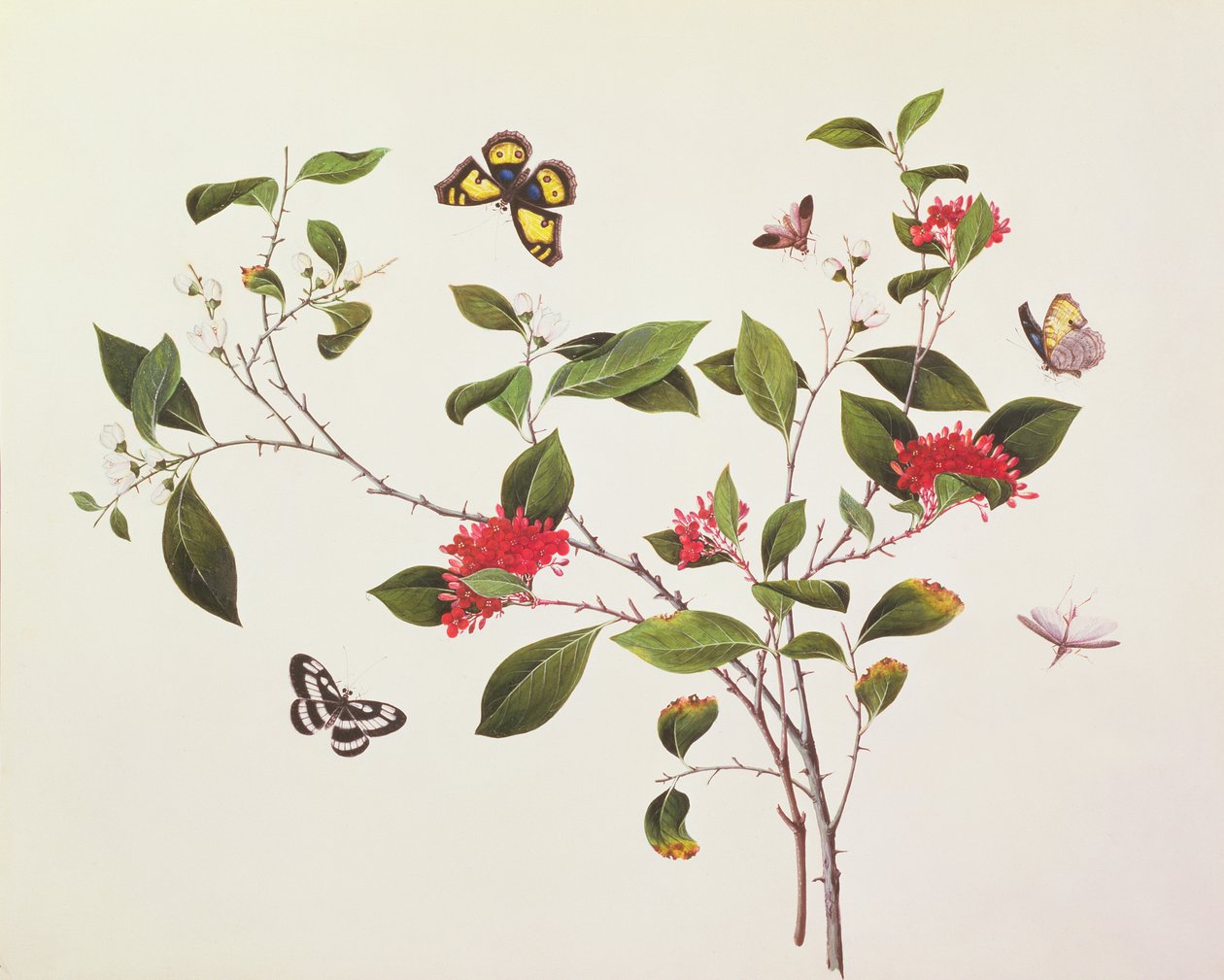 Pflanzenstudie mit Schmetterlingen und Insekten, ca. 1800 von Chinese School
