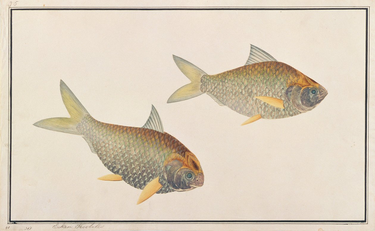 Shad, aus Zeichnungen von Fischen aus Malakka, ca. 1805-18 von Chinese School