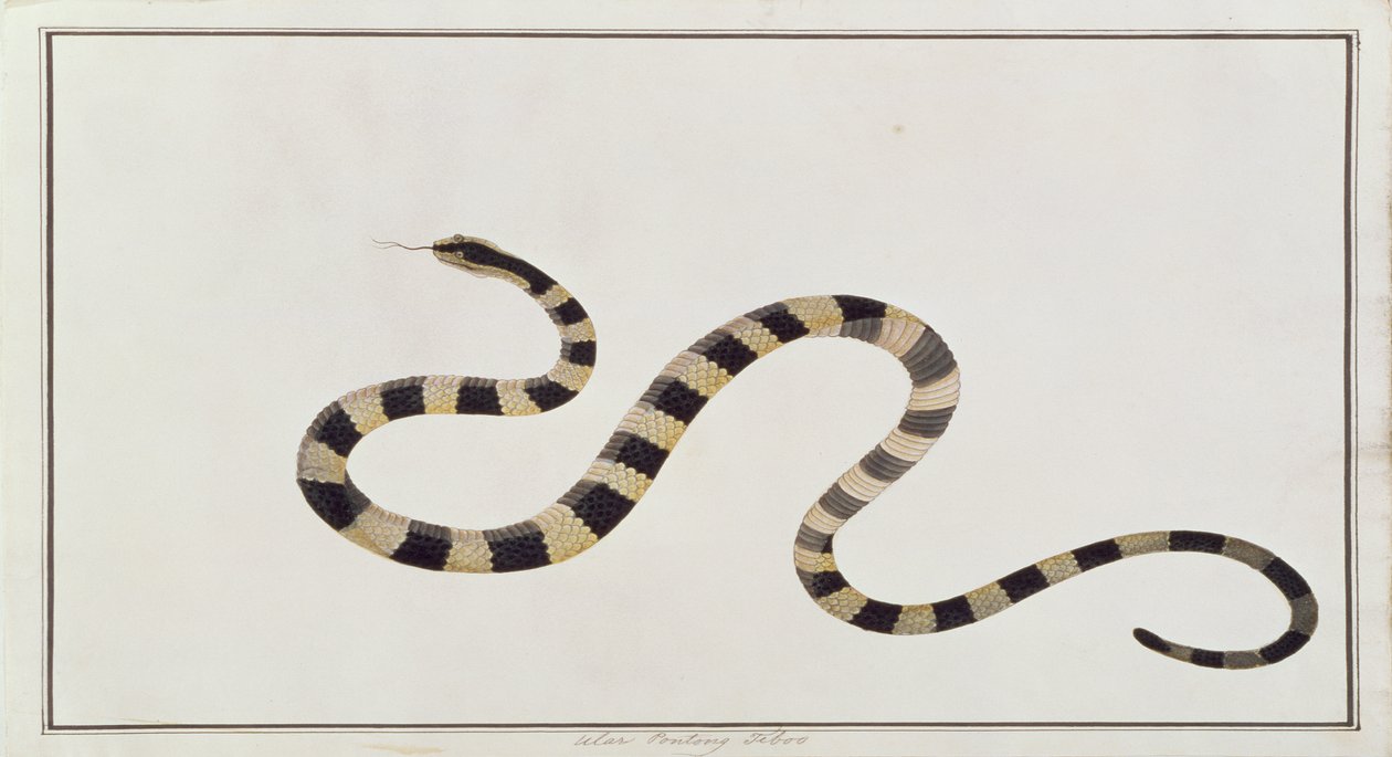 Ular Pontong Teboo, aus Zeichnungen von Tieren, Insekten und Reptilien aus Malakka, ca. 1805-18 von Chinese School