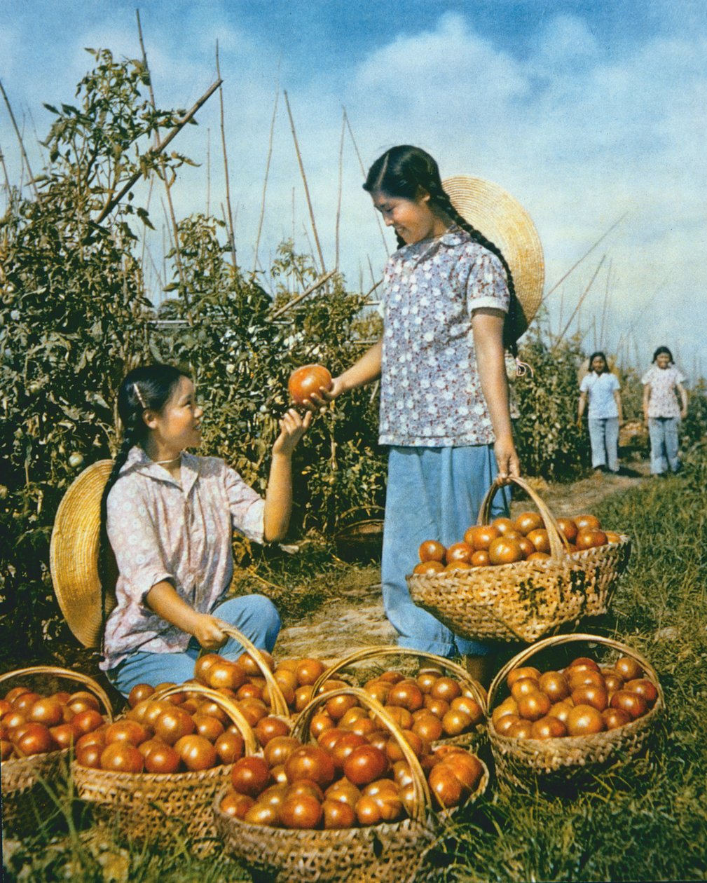 Chinesische Lebensmittelproduktion: reife Tomaten von Chinese Photographer