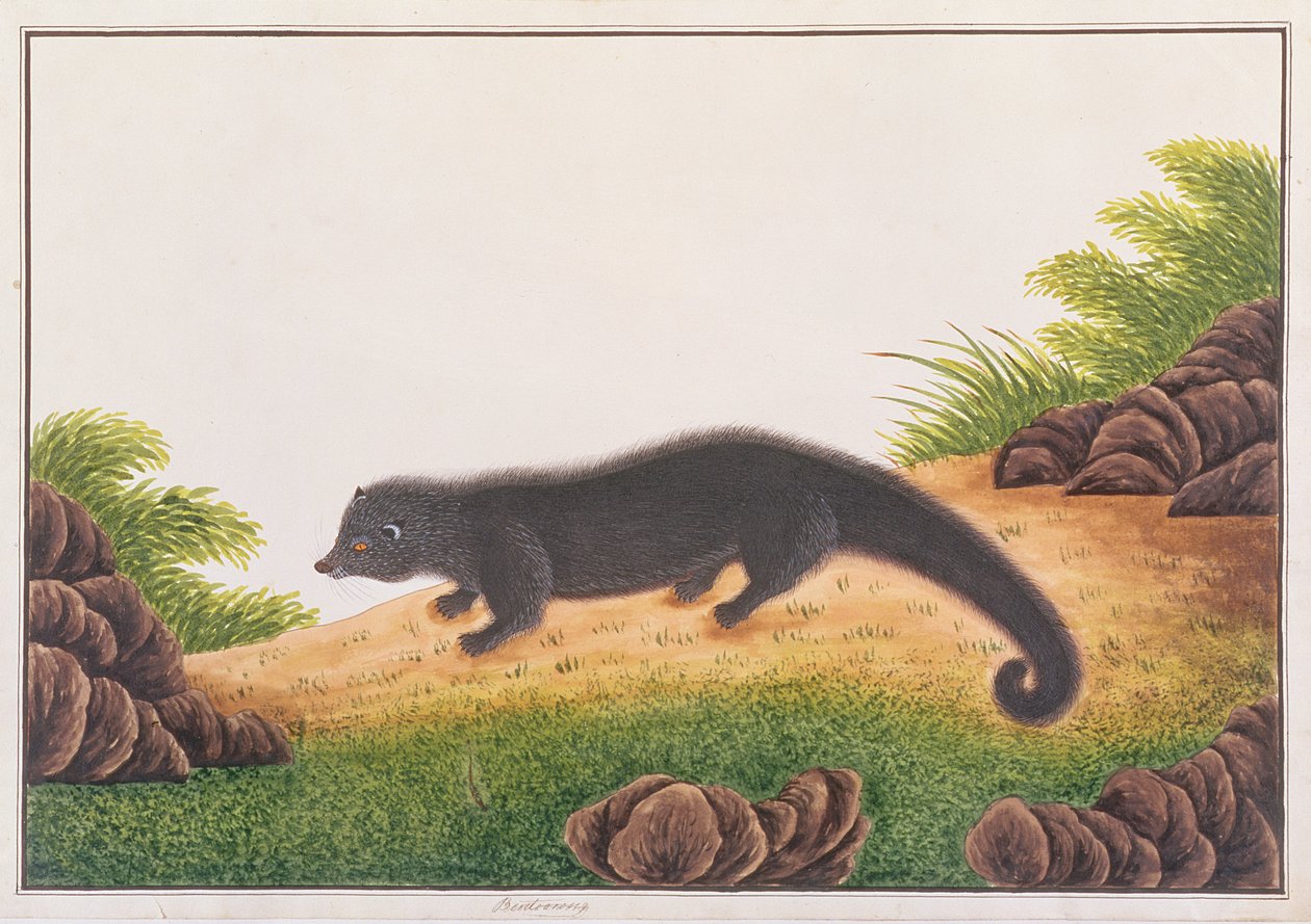 Binturong, aus Zeichnungen von Tieren, Insekten und Reptilien aus Malakka, ca. 1805-18 von Chinese School