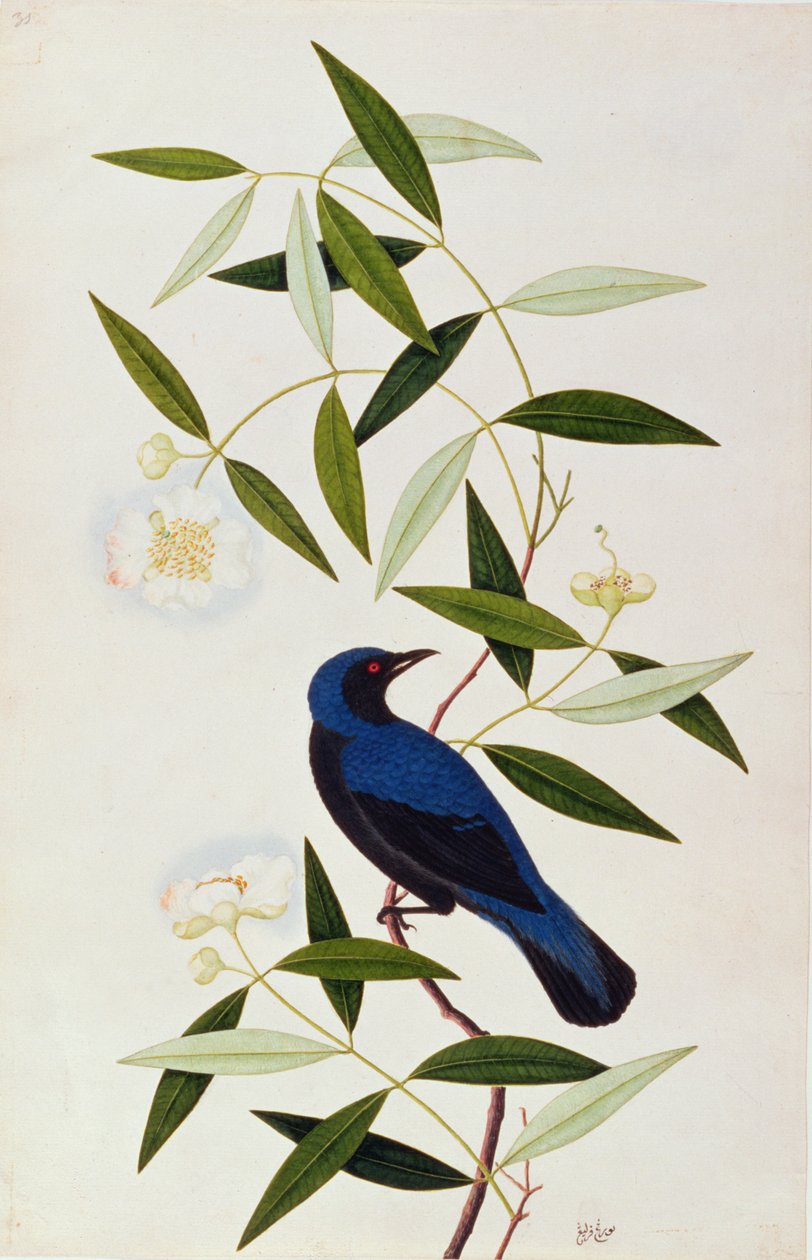 Boorah Farleeh, aus Zeichnungen von Vögeln aus Malakka, ca. 1805-18 von Chinese School