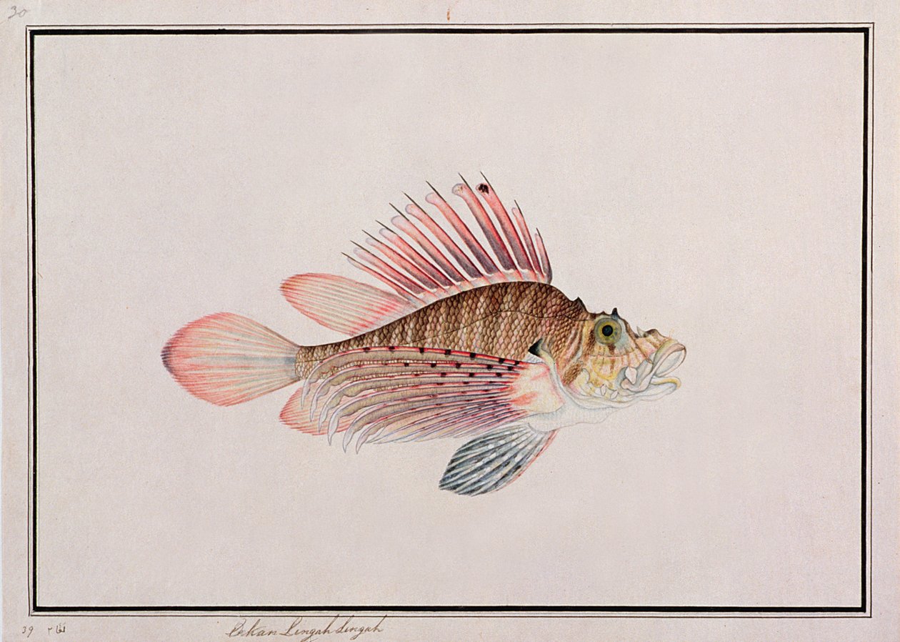 Eekan Linqah Singah, aus Zeichnungen von Fischen aus Malakka, ca. 1805-18 von Chinese School