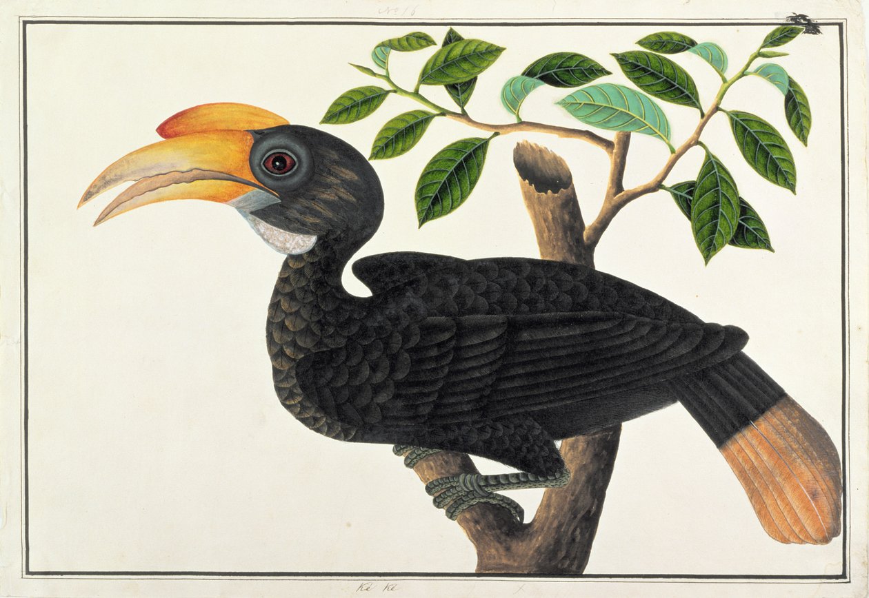 Ke ke, aus Zeichnungen von Vögeln aus Malakka, ca. 1805-18 von Chinese School