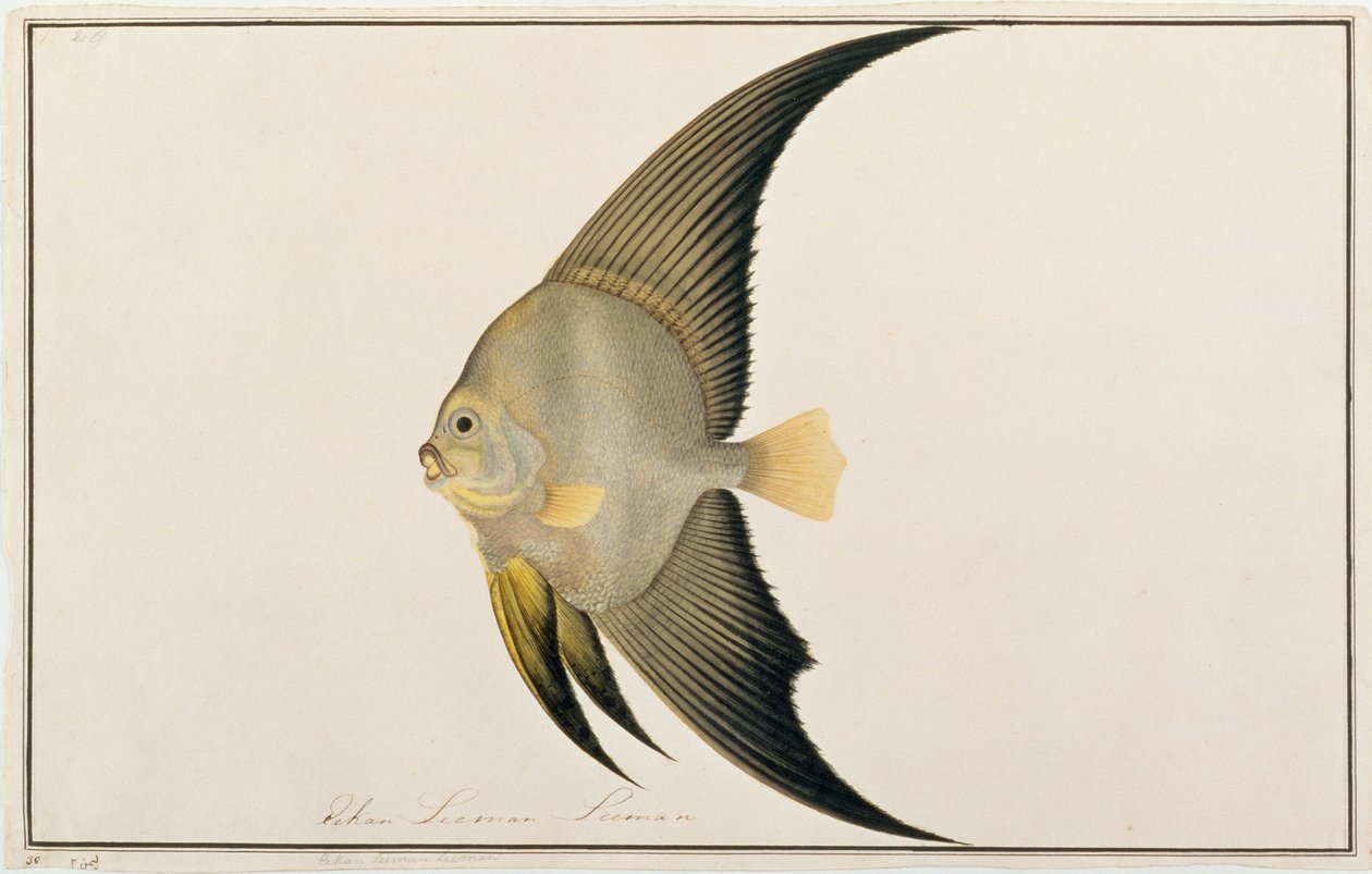 Langflossen-Fledermausfisch, aus Zeichnungen von Fischen von Malakka, ca. 1805-18 von Chinese School