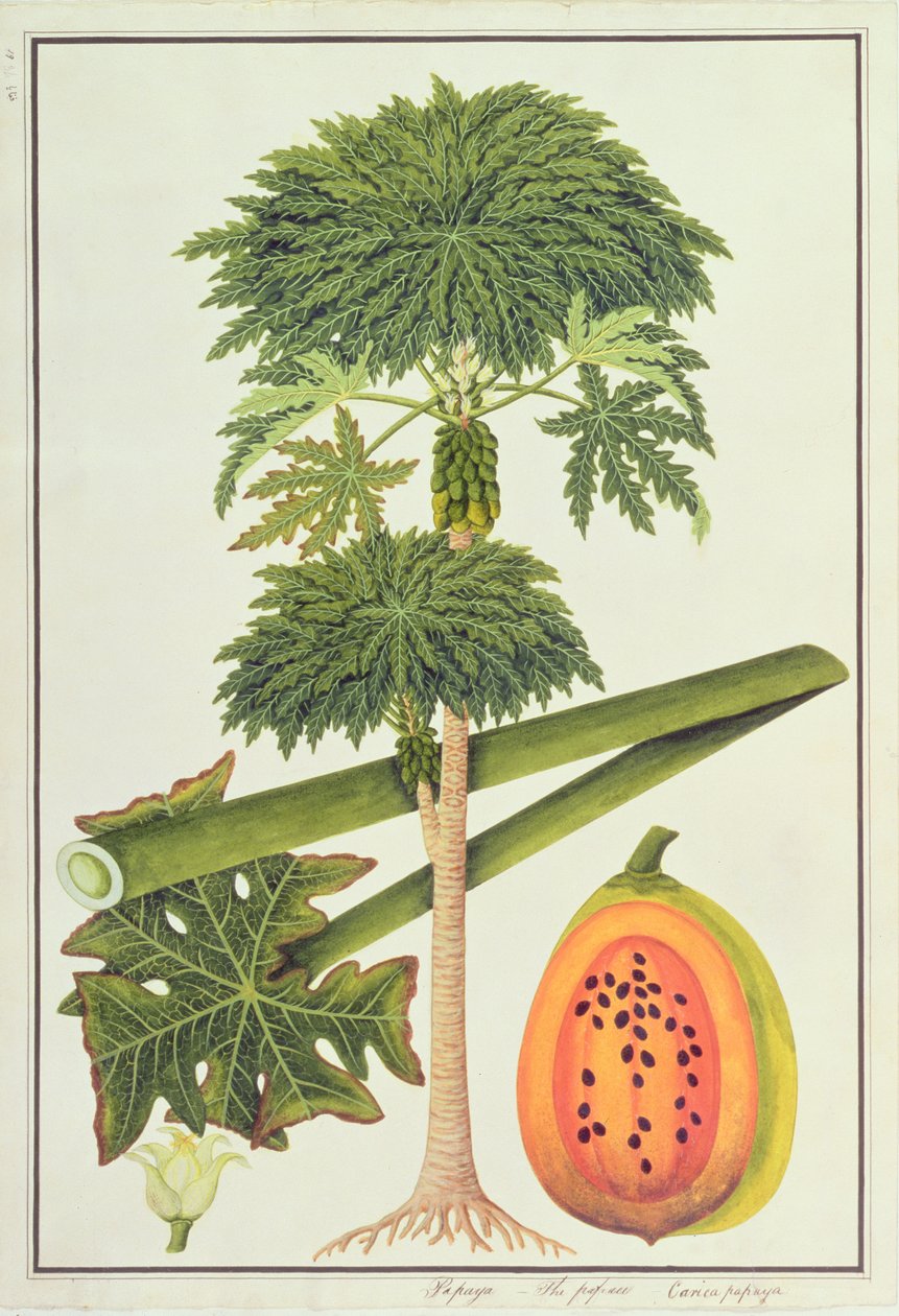 Papaya, Die Papau oder Caica Papaya, aus Zeichnungen von Pflanzen aus Malakka, ca. 1805-18 von Chinese School