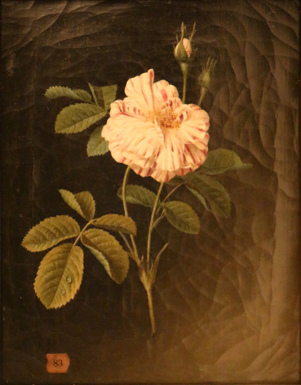 Studie eines gestreiften Rosenstiels von Christiaan van Pol