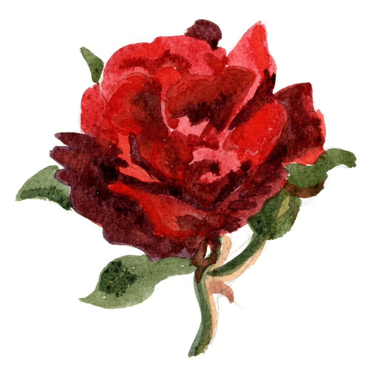 Rote Rose, 2011 von Christian Furr