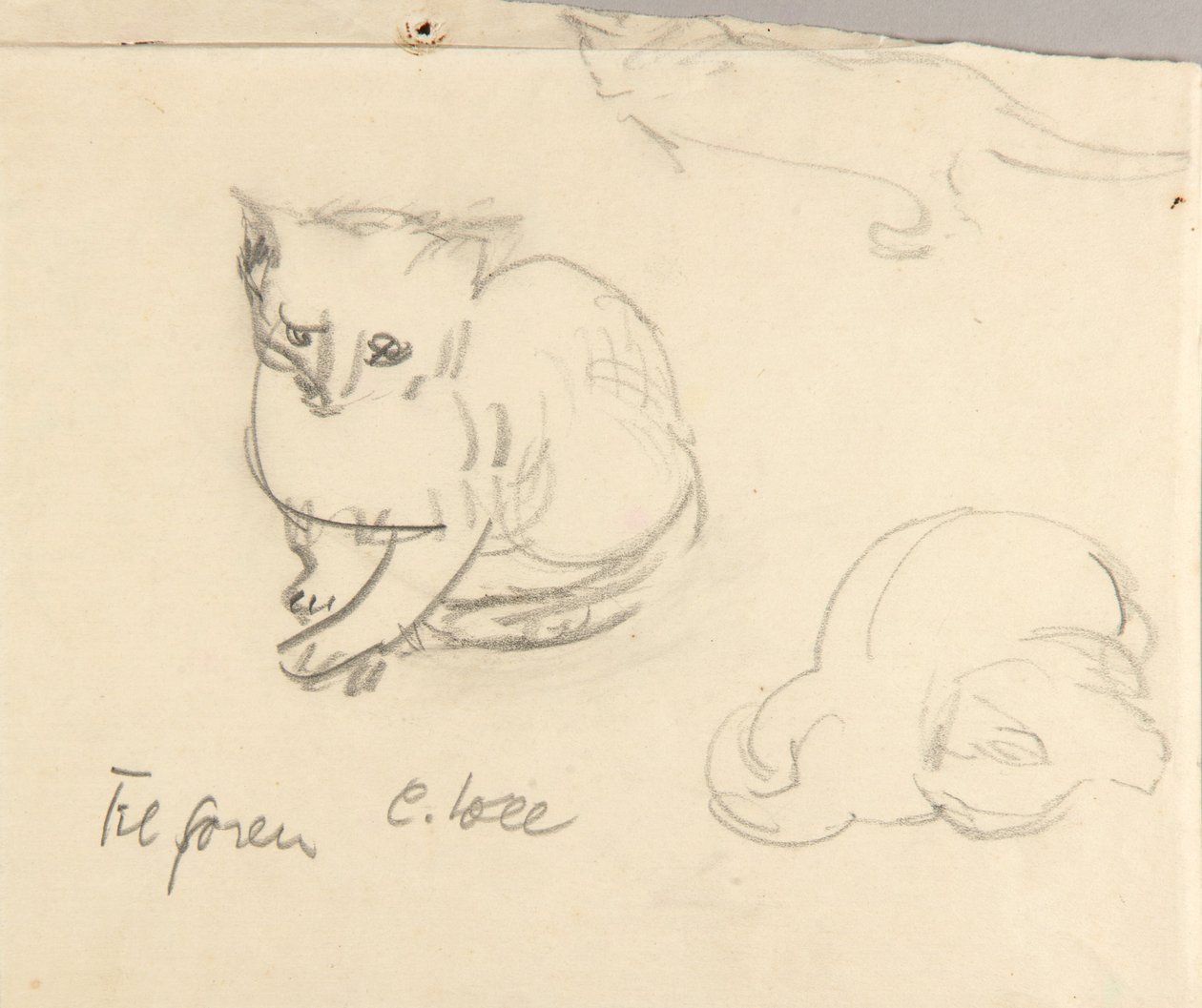 Katzen von Christoph Voll