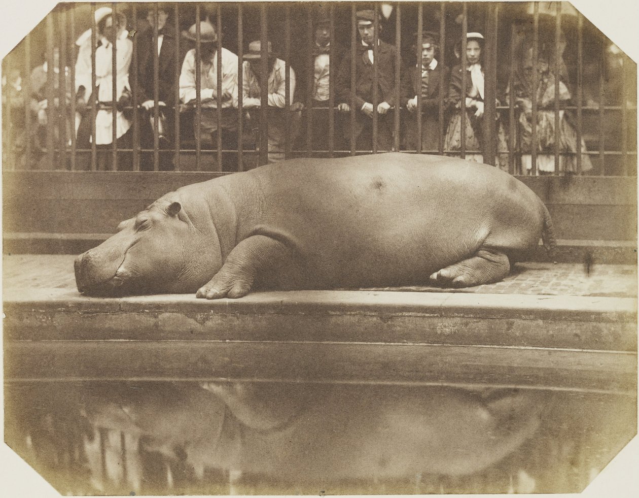 Obaysch, das Nilpferd, Londoner Zoo von Comte de Montizón Don Juan