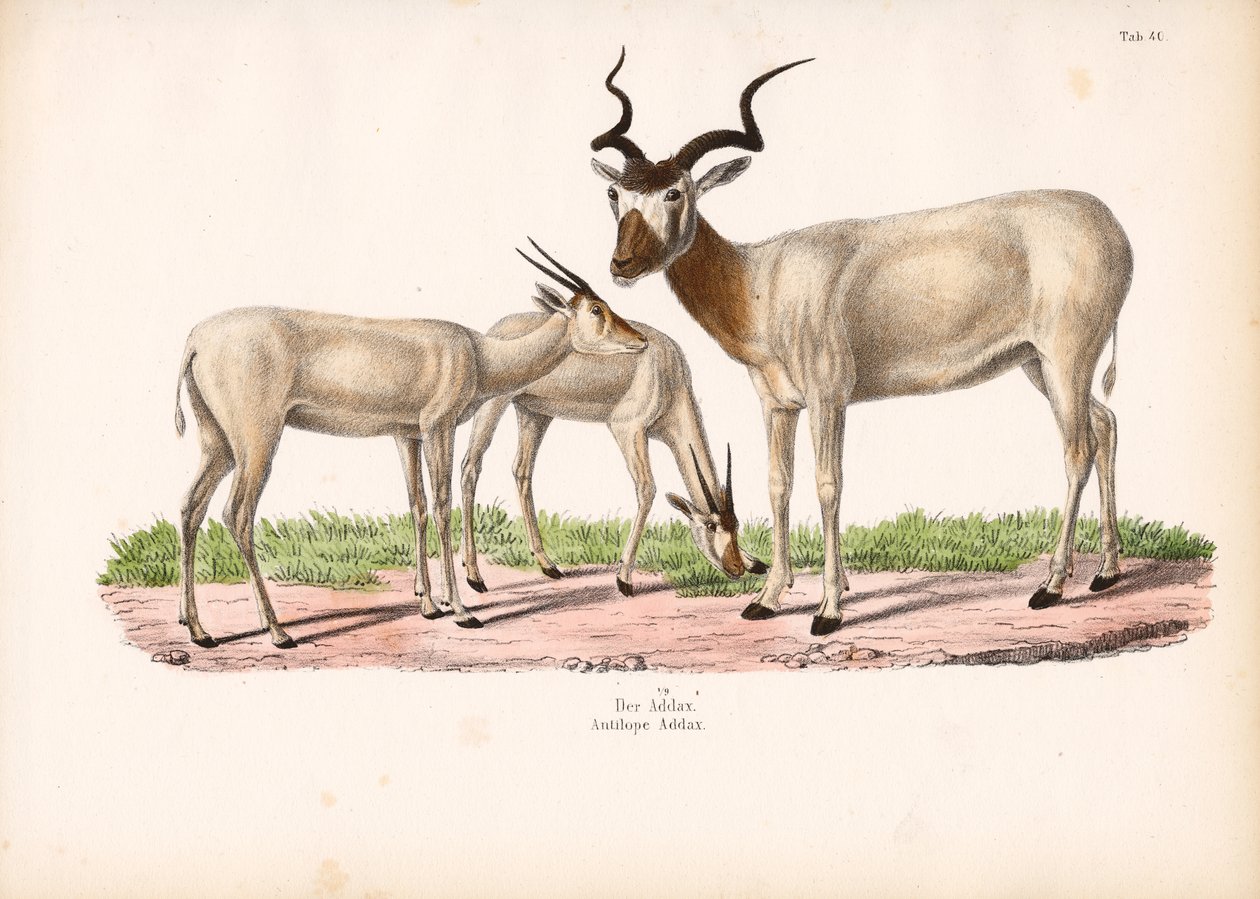 Addax-Antilope mit Jungtier von Conrad Kull