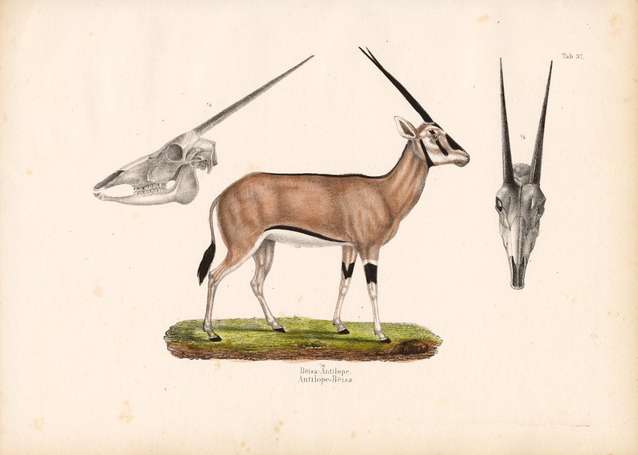 Beisa-Oryx mit Schädelansichten von Conrad Kull