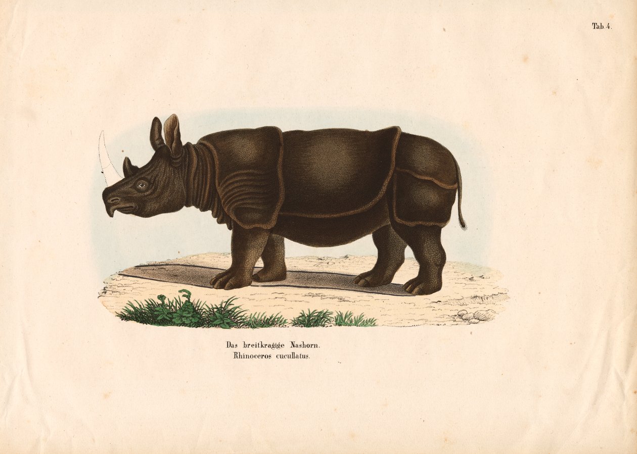 Schwarzes Nashorn von Conrad Kull