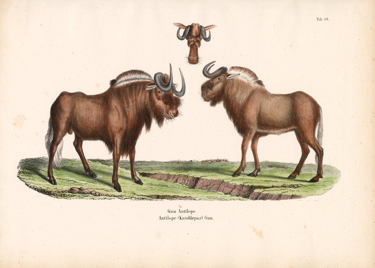 Schwarzes Gnu mit Kopfdetail von Conrad Kull