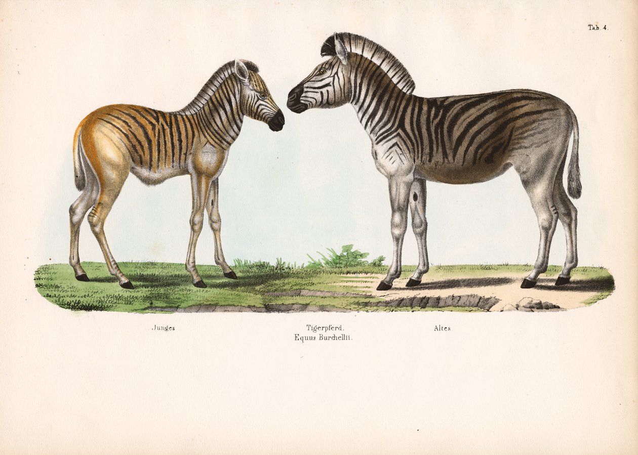 Burchell-Zebra (Tigerpferd) in verschiedenen Altersstufen von Conrad Kull