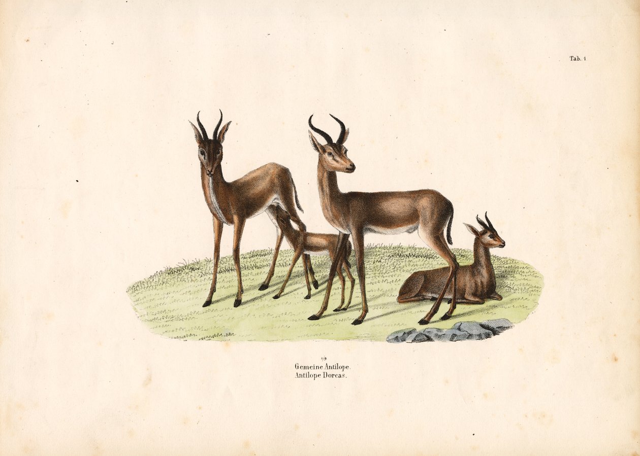 Gewöhnliche Gazelle in Familiengruppe von Conrad Kull