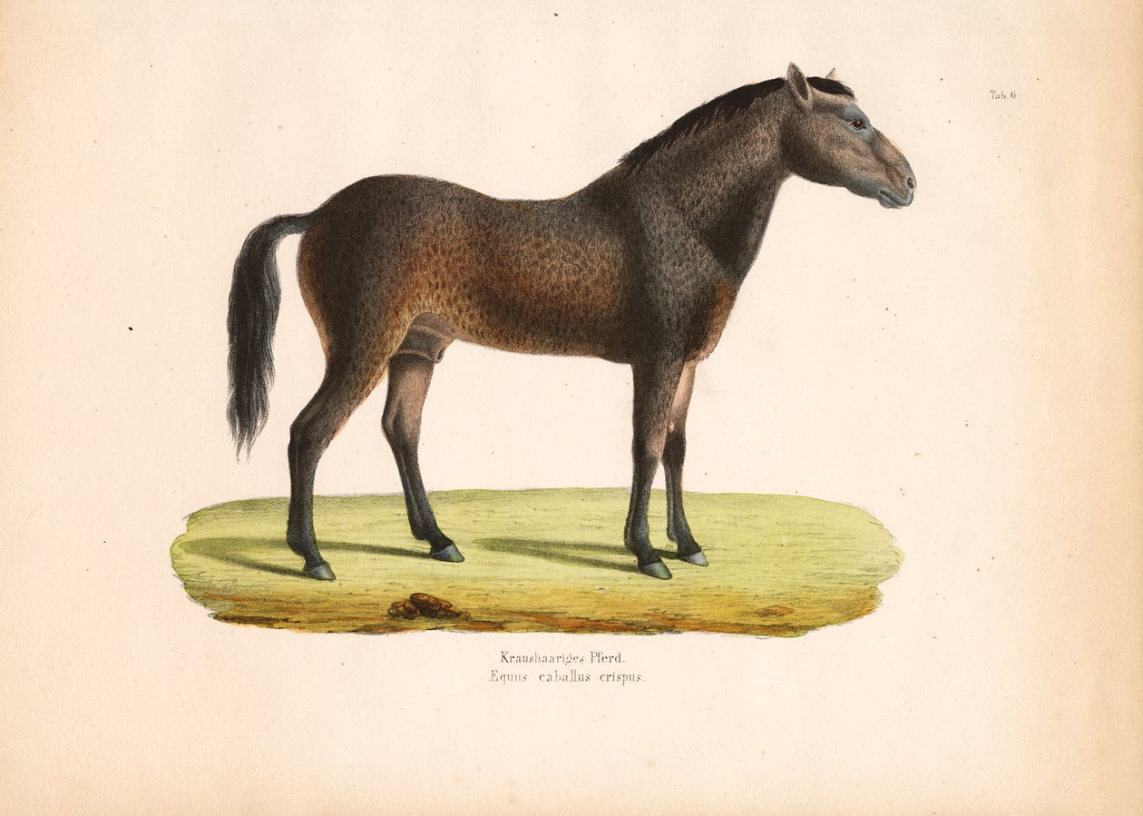 Lockenhaariges Pferd von Conrad Kull