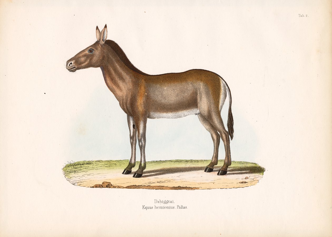 Dziggetai oder Mongolischer Wildesel von Conrad Kull